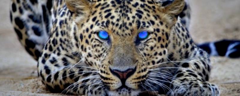 金钱豹属于我国几级保护动物 金钱豹属于我国几级保护动物那种动物的血液是蓝色的