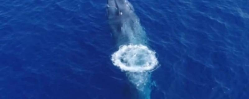 蓝鲸长多少米 一只蓝鲸长多少米