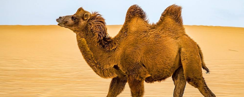 骆驼只有双峰驼一种正确吗（骆驼为什么有单驼峰和双驼峰）