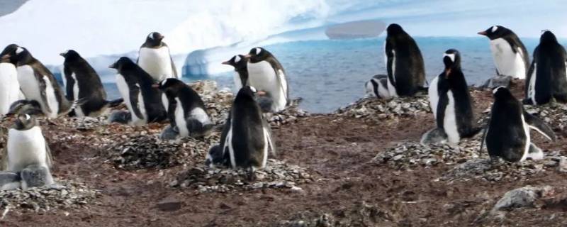 地球上的企鹅全部分布在南半球吗（地球上的企鹅全部分布在南半球吗英语）