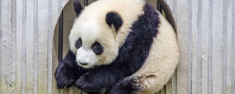 熊猫的黑眼圈像什么 熊猫的黑眼圈像什么比喻句