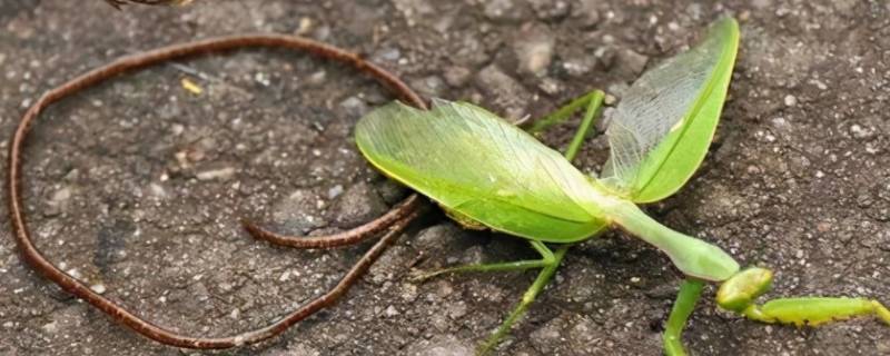 铁线虫为什么能控制螳螂 铁线虫真的可以控制螳螂吗
