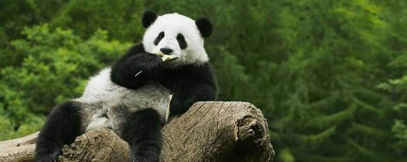 熊猫的特点和爱好是什么 熊猫的特点和爱好是什么 吃什么