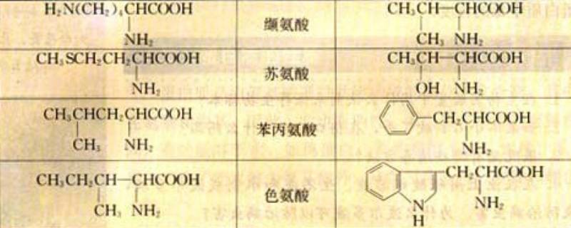 非必需氨基酸有几种（必需氨基酸和非必需氨基酸有几种）