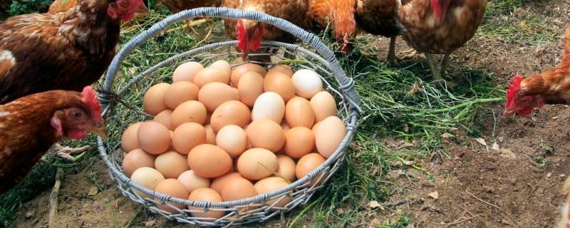 草鸡蛋和土鸡蛋的区别 草鸡蛋和土鸡蛋的区别颜色