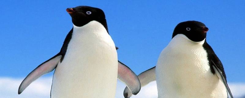 企鹅有多少种 世界上企鹅有多少种