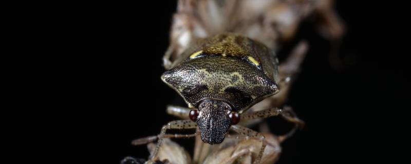 椿象咬人吗 椿象咬人吗对声音敏感