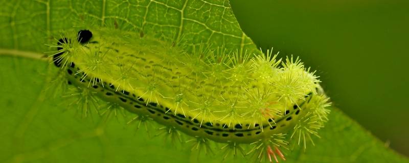 绿色毛毛虫还长刺叫什么虫 绿色毛毛虫还长刺叫什么虫会变成蝴蝶吗
