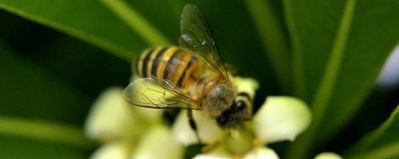 蜜蜂采桂花的花蜜吗 蜜蜂采桂花有蜜吗
