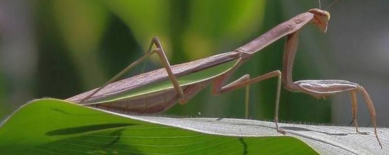 螳螂有毒吗 白色的螳螂有毒吗