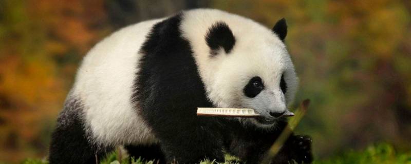 大熊猫寿命一般是多少岁 大熊猫最长寿命多少岁