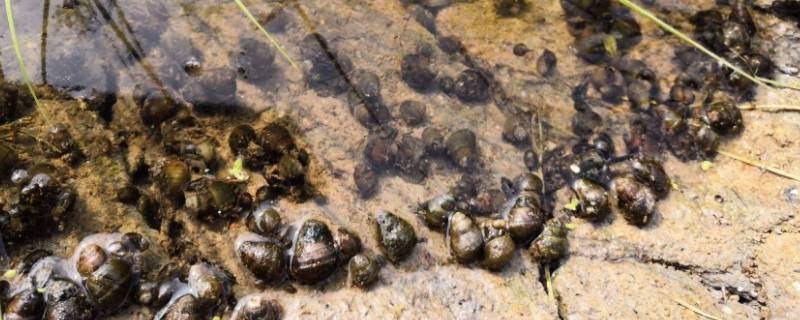 河里的螺叫什么名字 在河里的螺叫什么