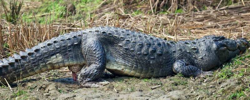 短吻鳄除我国以外还分布在哪个国家 短吻鳄除了我国还分布在哪里