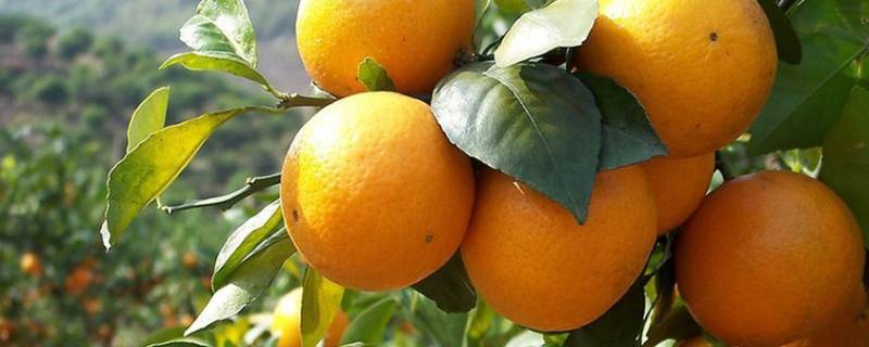 柑橘类水果包括哪些 柑橘类水果包括哪些 知乎