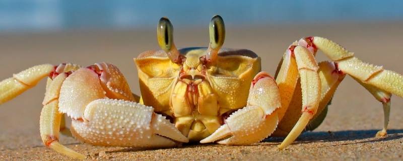怎么吃螃蟹正确吃法（吃螃蟹正确的方法怎么吃）