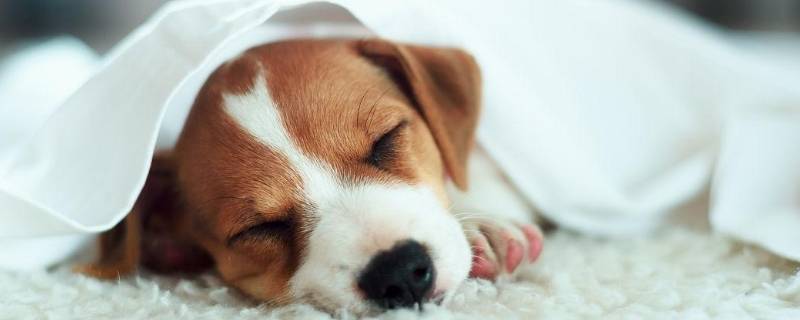 宠物可以上飞机吗(宠物可以上飞机吗买的什么票)