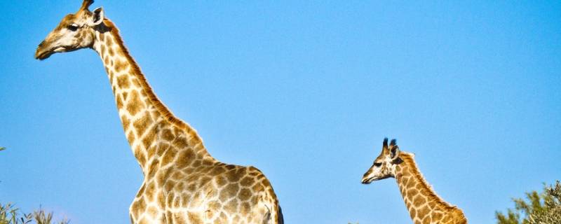 长颈鹿有什么有趣的特点 长颈鹿的趣味特点