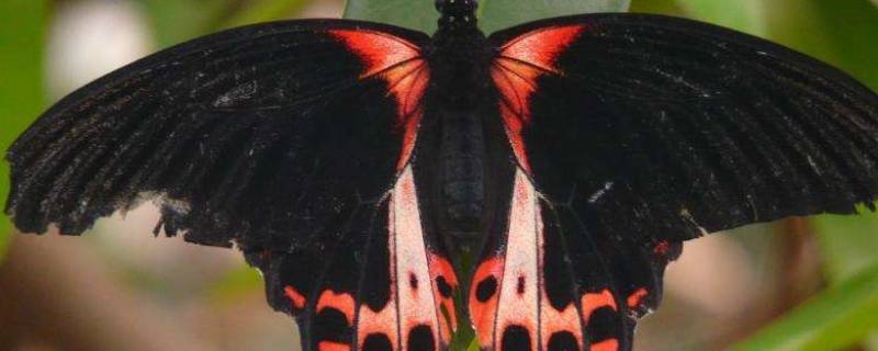 黑色凤尾蝶是几级保护动物（双尾凤蝶是国家三级保护动物吗）