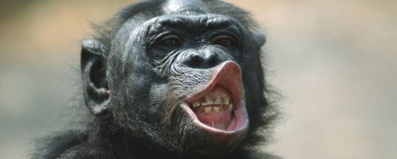 猩猩的寿命 猩猩的寿命平均多少年