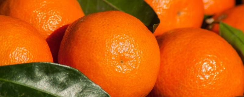 送橘子的寓意是什么意思 送礼送橘子的寓意