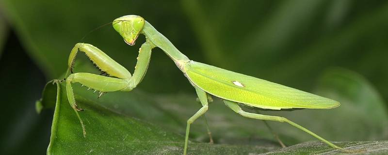 螳螂为什么有绿色和褐色 螳螂为什么有绿色和棕色