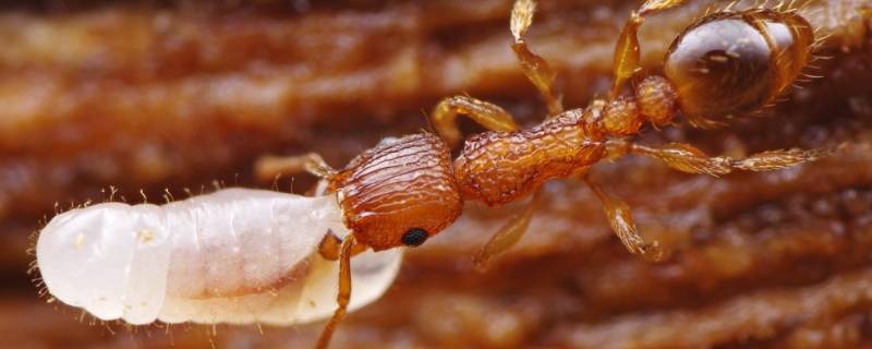 蚂蚁有多重 一个蚂蚁有多重