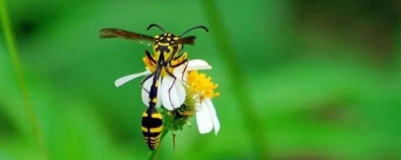 舍腰蜂喜欢将巢筑在什么环境中（昆虫记舍腰蜂喜欢将巢筑在什么环境中）