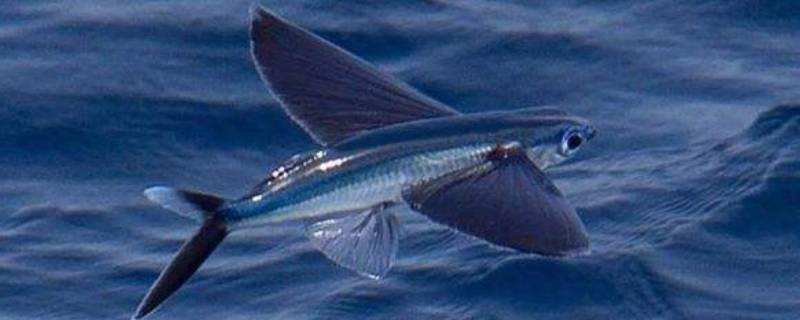 海洋中是否存在会飞的鱼（海洋中存在会飞的鱼吗?）