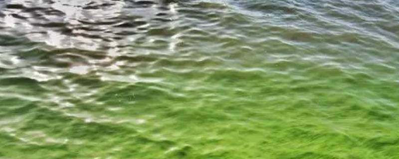 蓝藻属于真核生物还是原核生物 蓝藻属于原核生物吗