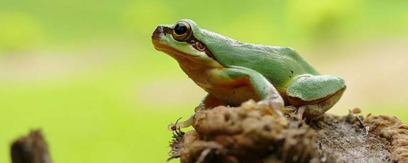 树蛙是几级保护动物（树蛙属于几级保护动物）