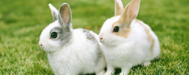 哺乳动物有绿色的吗（哪些哺乳动物是绿色的）