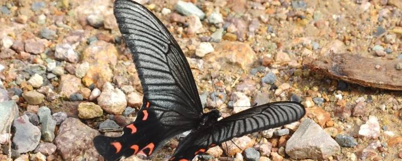 宽尾凤蝶是几级保护动物 凤尾蝶是国家几级保护动物
