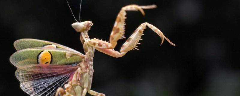 每个螳螂都有铁线虫吗 大多数螳螂都有铁线虫吗