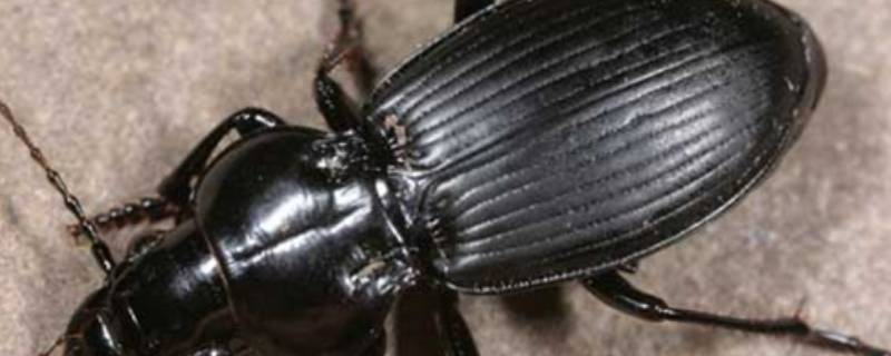 家里的步甲虫从哪来的 家里有步甲虫是什么原因