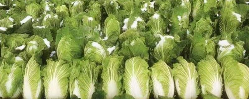 白菜放冰箱久了有黑点 白菜在冰箱放久了表面黑色的点