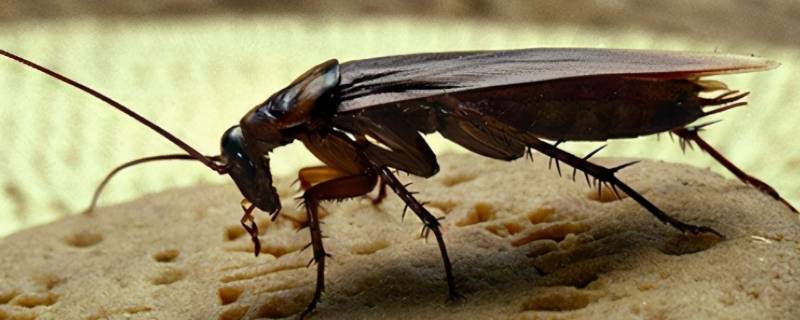 杀虫剂可以杀死蟑螂吗 杀虫剂能够杀死蟑螂吗