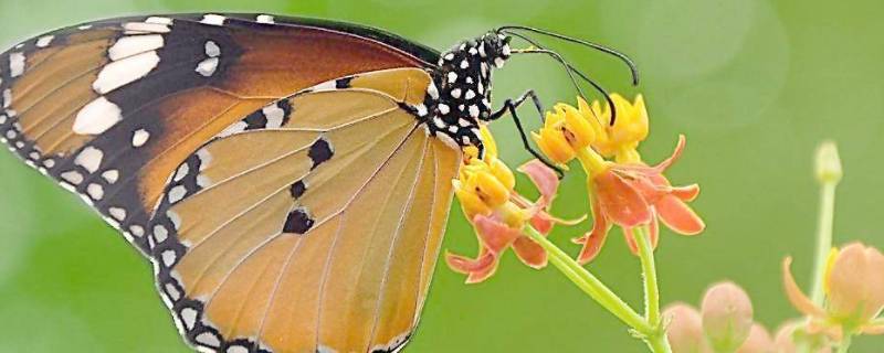 蝴蝶的演变过程 蝴蝶的演变过程视频动画