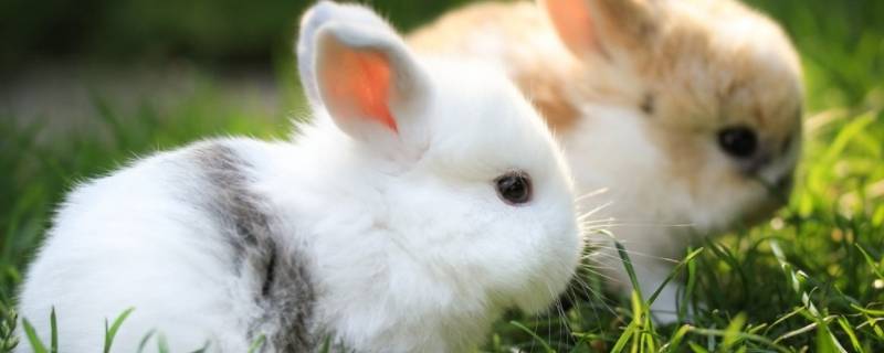 兔子的外形（兔子的外形特点和生活特征）