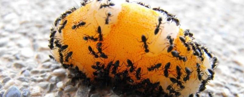 什么东西吃蚂蚁 什么东西吃蚂蚁的卵