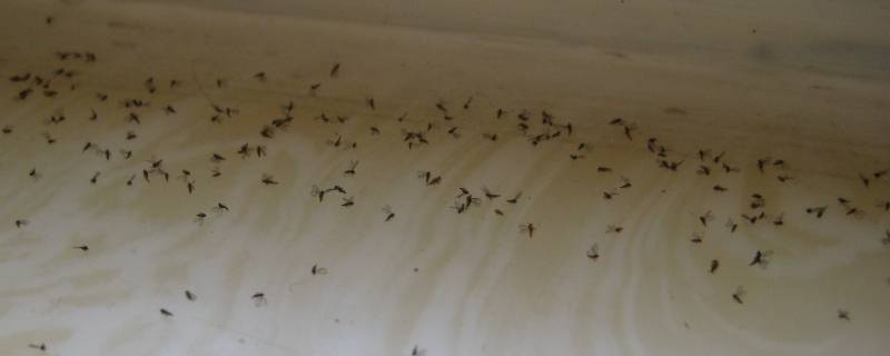 家里很多小飞虫怎么办 屋内有小飞虫根除妙招
