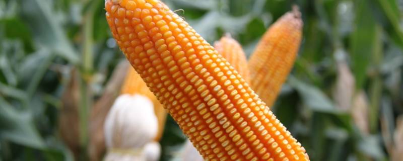 玉米等级标准怎么区分 玉米等级划分