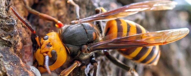 马蜂采水一般离窝多远 马蜂采水离蜂巢有多远