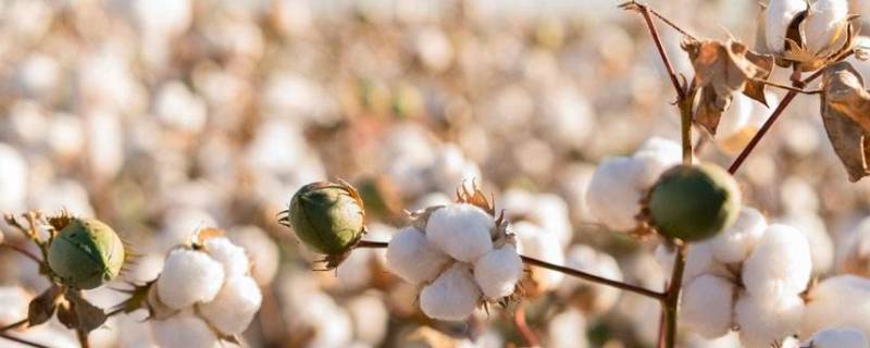 棉花能水洗不 棉花可以水洗不