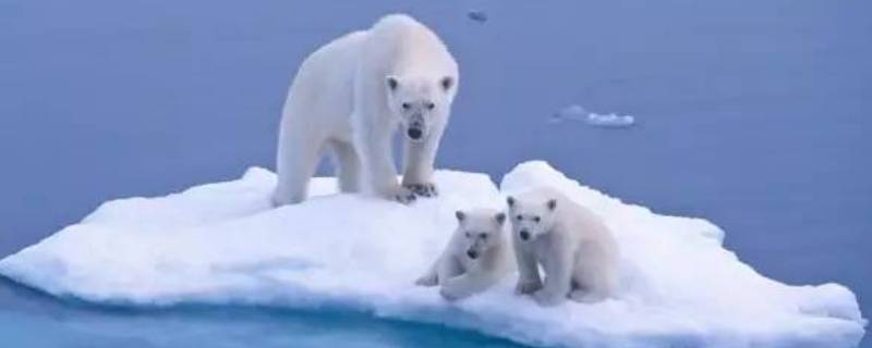 北极熊会游泳吗 北极熊会游泳吗它能在水下憋气多长时间