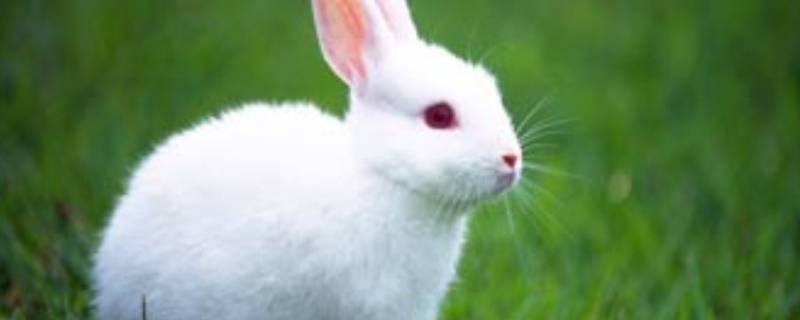 关于兔子的谜语 关于兔子的谜语难一点