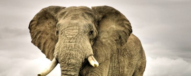 雌性亚洲象有象牙吗（亚洲象象牙是雌性长还是雄性长）