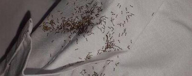 为什么床上会有蚂蚁 为什么床上会有蚂蚁和蜘蛛