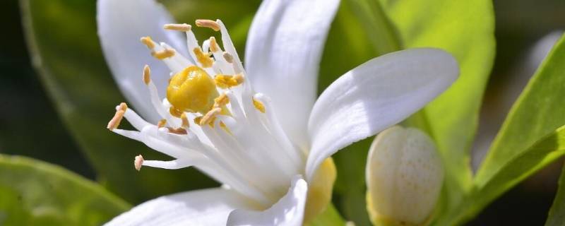 橙花味道是橙子味吗（橙花是什么味道）