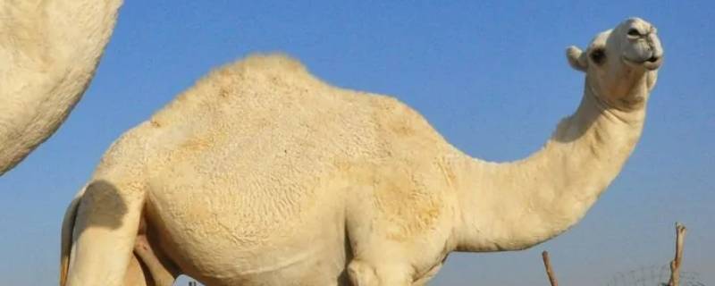 白骆驼在沙漠代表什么（白骆驼在沙漠代表什么意思）