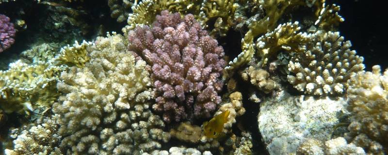 珊瑚礁和珊瑚的区别 珊瑚礁与珊瑚的区别